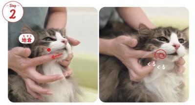 【シニアねこほぐし】ねこの口臭が気になるときに、試してみたいマッサージ　獣医師がアドバイス（サムネイル画像4）
