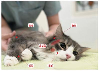 【シニアねこほぐし】ねこの口臭が気になるときに、試してみたいマッサージ　獣医師がアドバイス（サムネイル画像2）
