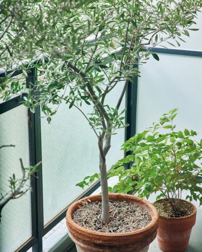 70歳 料理研究家 大庭英子さんの暮らし「日常のささやかな楽しみをゆっくり噛み締められるのは、この歳ならでは」（サムネイル画像12）