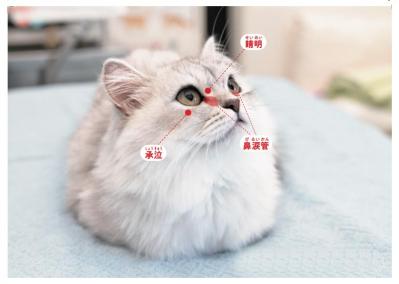 【シニアねこほぐし】ねこの目のまわりがよごれるときに、試してみたいマッサージ　獣医師がアドバイス（サムネイル画像3）