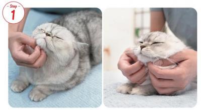 【シニアねこほぐし】ねこの口臭が気になるときに、試してみたいマッサージ　獣医師がアドバイス（サムネイル画像3）
