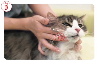【シニアねこほぐし】ねこの口臭が気になるときに、試してみたいマッサージ　獣医師がアドバイス（サムネイル画像5）