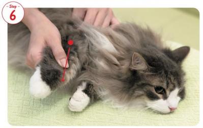 【シニアねこほぐし】ねこの口臭が気になるときに、試してみたいマッサージ　獣医師がアドバイス（サムネイル画像8）