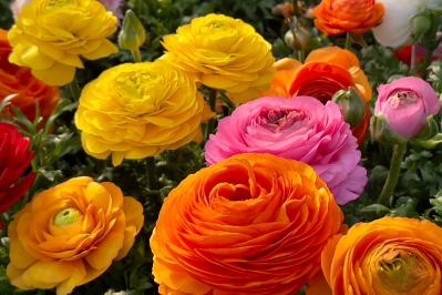 【ガーデニング】春の新たな主役 ラナンキュラスを咲かせよう！十二単を思わせる花弁の重ね（サムネイル画像）