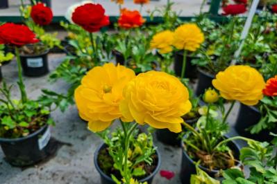 【ガーデニング】春の新たな主役 ラナンキュラスを咲かせよう！十二単を思わせる花弁の重ね（サムネイル画像3）