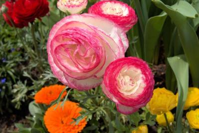 【ガーデニング】春の新たな主役 ラナンキュラスを咲かせよう！十二単を思わせる花弁の重ね（サムネイル画像2）