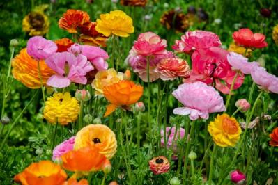 【ガーデニング】春の新たな主役 ラナンキュラスを咲かせよう！十二単を思わせる花弁の重ね（サムネイル画像9）