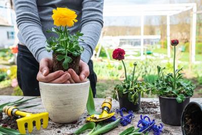 【ガーデニング】春の新たな主役 ラナンキュラスを咲かせよう！十二単を思わせる花弁の重ね（サムネイル画像4）