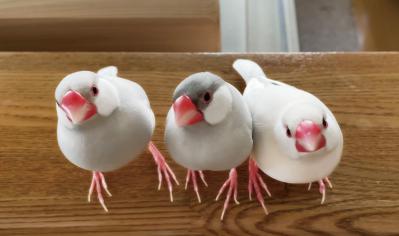 【ひとり暮らしのお宅拝見】60代、YouTuberのyamaさん「持ち家を手放したら一気に身軽に。質素ながら自由な暮らしを満喫中」（サムネイル画像11）