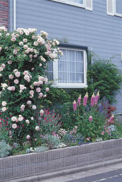 【狭い場所でのガーデニング】小さな花壇、アプローチを美しく飾るコツとは？（サムネイル画像4）