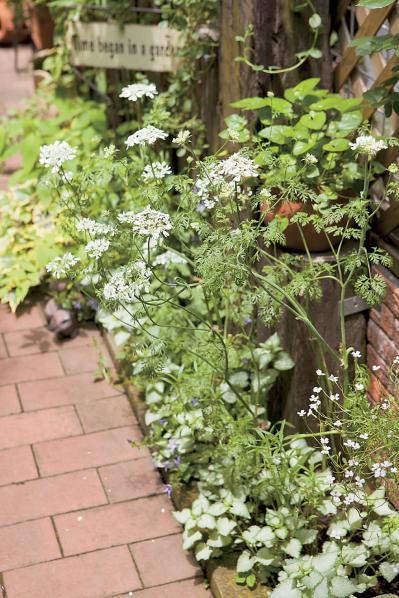 【狭い場所でのガーデニング】小さなスペースを無駄なく利用するアイデアとは？（サムネイル画像3）