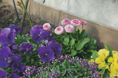 【狭い場所でのガーデニング】小さなスペースを無駄なく利用するアイデアとは？（サムネイル画像5）