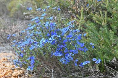 【ガーデニング】ラベンダーもマーガレットも実は低木！草と木の違いを知って育て上手になろう（サムネイル画像13）