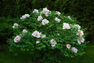 【ガーデニング】ラベンダーもマーガレットも実は低木！草と木の違いを知って育て上手になろう（サムネイル画像5）