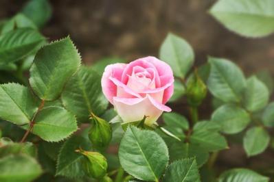 【ガーデニング】ラベンダーもマーガレットも実は低木！草と木の違いを知って育て上手になろう（サムネイル画像8）