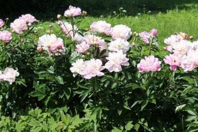 【ガーデニング】ラベンダーもマーガレットも実は低木！草と木の違いを知って育て上手になろう（サムネイル画像4）