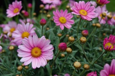 【ガーデニング】ラベンダーもマーガレットも実は低木！草と木の違いを知って育て上手になろう（サムネイル画像9）