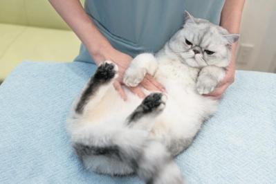 【シニアねこほぐし】ねこの目のまわりがよごれるときに、試してみたいマッサージ　獣医師がアドバイス（サムネイル画像2）