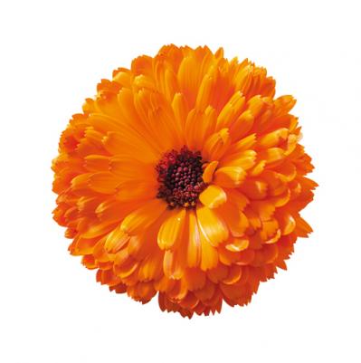 【ハーブガーデニング】花びらをサラダやティーに！【ポットマリーゴールド】の栽培方法と活用アイデア3選（サムネイル画像4）