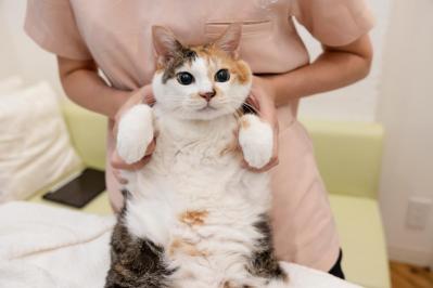 【シニアねこほぐし】ねこの目のまわりがよごれるときに、試してみたいマッサージ　獣医師がアドバイス