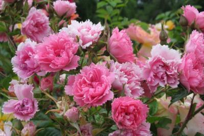 【ガーデニング】3月中旬からはバラの生長期。一番必要な作業は？手のかけすぎに気をつけて（サムネイル画像4）