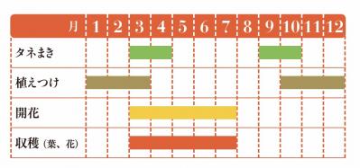 【ハーブガーデニング】花びらをサラダやティーに！【ポットマリーゴールド】の栽培方法と活用アイデア3選（サムネイル画像2）