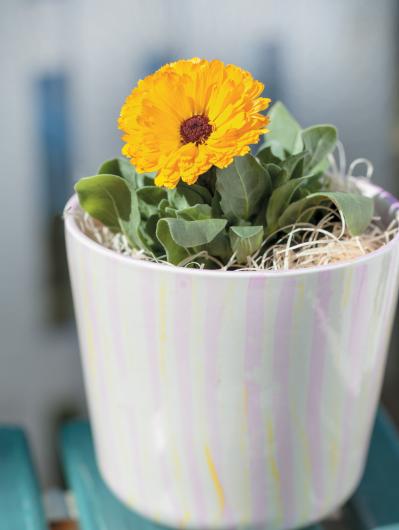 【ハーブガーデニング】花びらをサラダやティーに！【ポットマリーゴールド】の栽培方法と活用アイデア3選（サムネイル画像5）