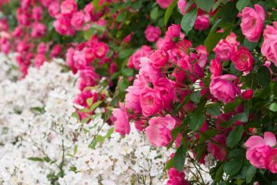 【ガーデニング】3月中旬からはバラの生長期。一番必要な作業は？手のかけすぎに気をつけて（サムネイル画像2）