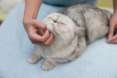 【シニアねこほぐし】ねこの口臭が気になるときに、試してみたいマッサージ　獣医師がアドバイス