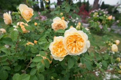 【ガーデニング】3月中旬からはバラの生長期。一番必要な作業は？手のかけすぎに気をつけて（サムネイル画像3）