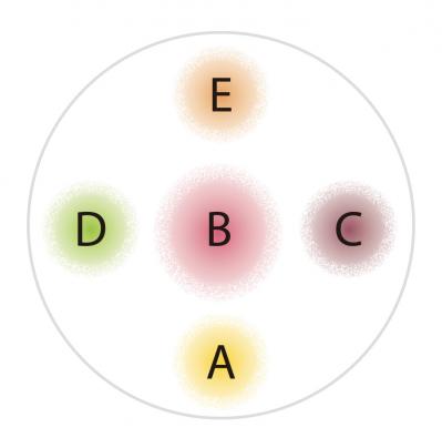 【ガーデニング】花色から元気をもらえる！「黄色いオステオスペルマム」の寄せ植え（サムネイル画像3）