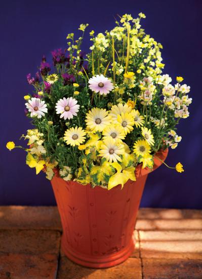 【ガーデニング】花色から元気をもらえる！「黄色いオステオスペルマム」の寄せ植え（サムネイル画像4）