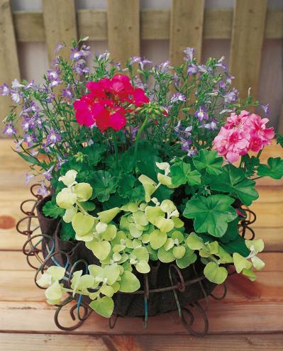 【ガーデニング】丈夫で初心者にもおすすめ！「ゼラニウム」の寄せ植え（サムネイル画像5）