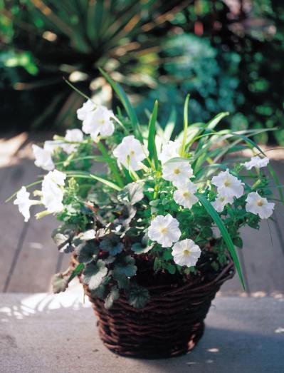 【ガーデニング】秋までたくさんの花が次々と咲く！ 吉谷桂子さんの「ペチュニア」の寄せ植え（サムネイル画像3）