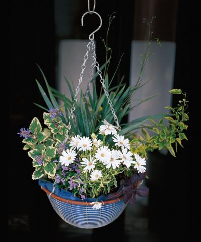 【ガーデニング】吉谷桂子さんの「白いオステオスペルマム」の寄せ植え。植えつけプロセスも公開！（サムネイル画像3）