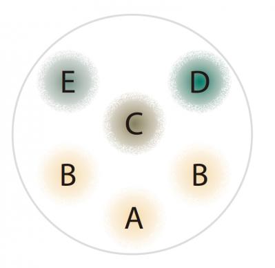 【ガーデニング】吉谷桂子さんの「白いオステオスペルマム」の寄せ植え。植えつけプロセスも公開！（サムネイル画像11）