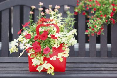 【ガーデニング】秋までたくさんの花が次々と咲く！ 吉谷桂子さんの「ペチュニア」の寄せ植え