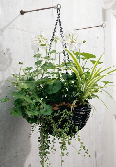 【ガーデニング】丈夫で初心者にもおすすめ！「ゼラニウム」の寄せ植え（サムネイル画像3）