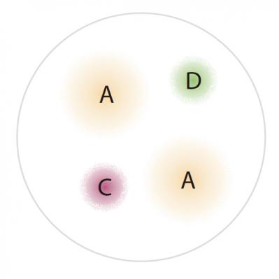 【ガーデニング】秋までたくさんの花が次々と咲く！ 吉谷桂子さんの「ペチュニア」の寄せ植え（サムネイル画像4）