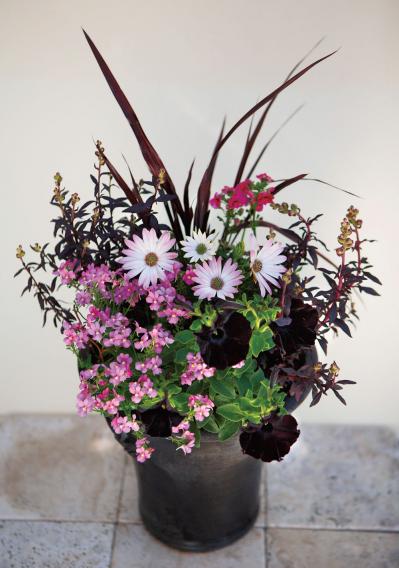 【ガーデニング】ロマンチックで愛らしい「ピンクのオステオスペルマム」の寄せ植え（サムネイル画像2）