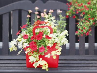 【ガーデニング】秋までたくさんの花が次々と咲く！ 吉谷桂子さんの「ペチュニア」の寄せ植え（サムネイル画像5）