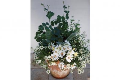 【ガーデニング】吉谷桂子さんの「白いオステオスペルマム」の寄せ植え。植えつけプロセスも公開！（サムネイル画像）