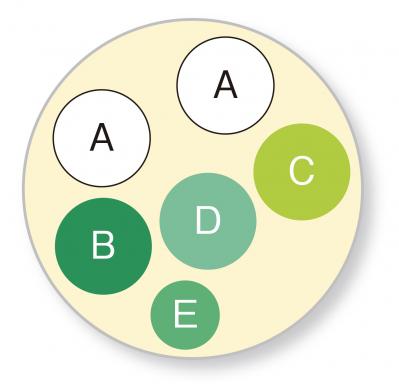 【ガーデニング】丈夫で初心者にもおすすめ！「ゼラニウム」の寄せ植え（サムネイル画像4）