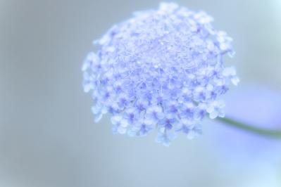 【ガーデニング】一度見たら忘れられない美しさ！吉谷桂子さんの「ブルーレースフラワー」の寄せ植え（サムネイル画像2）