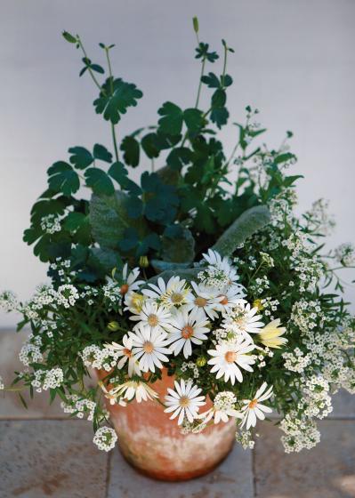 【ガーデニング】吉谷桂子さんの「白いオステオスペルマム」の寄せ植え。植えつけプロセスも公開！（サムネイル画像10）
