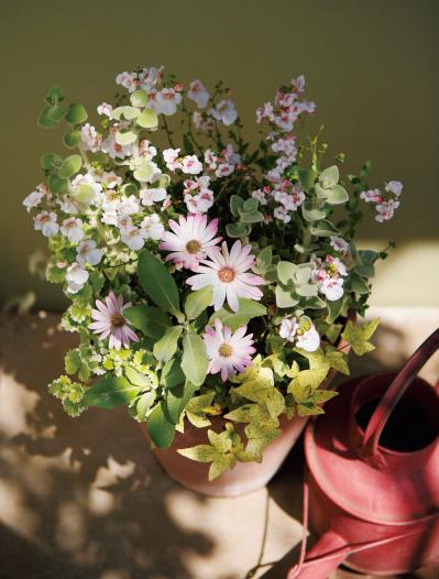 【ガーデニング】ロマンチックで愛らしい「ピンクのオステオスペルマム」の寄せ植え（サムネイル画像4）