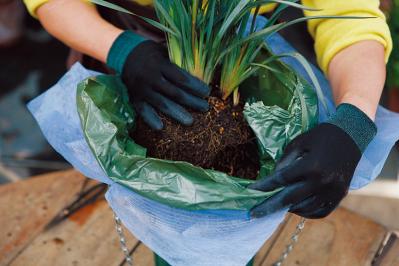 【ガーデニング】吉谷桂子さんの「白いオステオスペルマム」の寄せ植え。植えつけプロセスも公開！（サムネイル画像7）