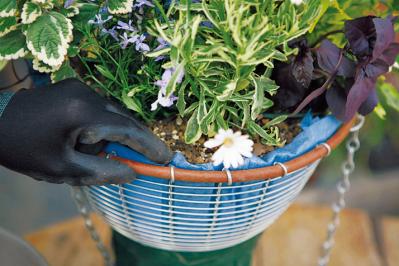 【ガーデニング】吉谷桂子さんの「白いオステオスペルマム」の寄せ植え。植えつけプロセスも公開！（サムネイル画像9）