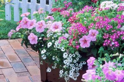 【ガーデニング】春の寄せ植えはパンジー&ビオラから。初心者でも手軽に！（サムネイル画像5）