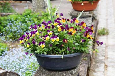 【ガーデニング】春の寄せ植えはパンジー&ビオラから。初心者でも手軽に！（サムネイル画像4）
